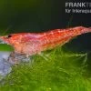 Bundle: 10 X Red Fire, Neocaridina Heteropoda Rot + Portion Javamoos