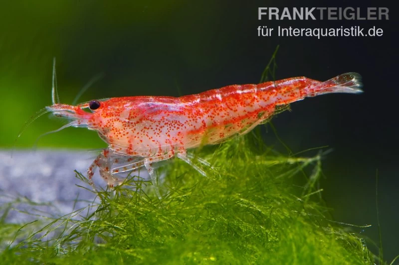 Bundle: 10 X Red Fire, Neocaridina Heteropoda Rot + Portion Javamoos 1 Bundle: 10 X Red Fire, Neocaridina Heteropoda Rot + Portion Javamoos