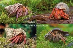 5 Kleine Landeinsiedlerkrebse, Coenobita Spec.