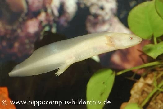 Axolotl Albino XL, Ambystoma Mexicanum 15 Cm 1 Axolotl Albino XL, Ambystoma Mexicanum 15 Cm