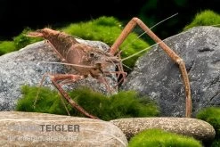 Afrikanische Flußgarnele, Macrobrachium Vollenhovenii -Fischtankshop Afrikanische Flussgarnele Macrobrachium vollenhov 2