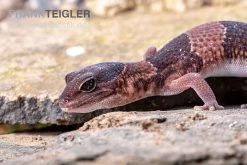 Afrikanischer Fettschwanzgecko, Hemitheconyx Caudicinctus -Fischtankshop Afrikanischer Fettschwanzgecko Hemitheconyx caudicinctus 1