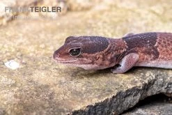 Afrikanischer Fettschwanzgecko, Hemitheconyx Caudicinctus -Fischtankshop Afrikanischer Fettschwanzgecko Hemitheconyx caudicinctus 2