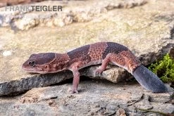 Afrikanischer Fettschwanzgecko, Hemitheconyx Caudicinctus -Fischtankshop Afrikanischer Fettschwanzgecko Hemitheconyx caudicinctus 3