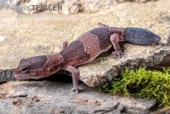 Afrikanischer Fettschwanzgecko, Hemitheconyx Caudicinctus -Fischtankshop Afrikanischer Fettschwanzgecko Hemitheconyx caudicinctus 4