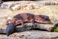 Afrikanischer Fettschwanzgecko, Hemitheconyx Caudicinctus -Fischtankshop Afrikanischer Fettschwanzgecko Hemitheconyx caudicinctus 5