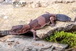 Afrikanischer Fettschwanzgecko, Hemitheconyx Caudicinctus -Fischtankshop Afrikanischer Fettschwanzgecko Hemitheconyx caudicinctus neu 1