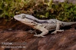 Afrikanischer Mauergecko, Tarentola Ephippiata