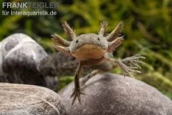 Axolotl Naturfarben, Ambystoma Mexicanum