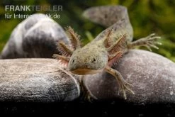 Axolotl Naturfarben, Ambystoma Mexicanum -Fischtankshop Axolotl Wildling 2