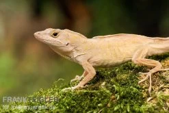 Bahama-Anolis, Anolis Sagrei -Fischtankshop Bahama Anolis Anolis sagrei 3
