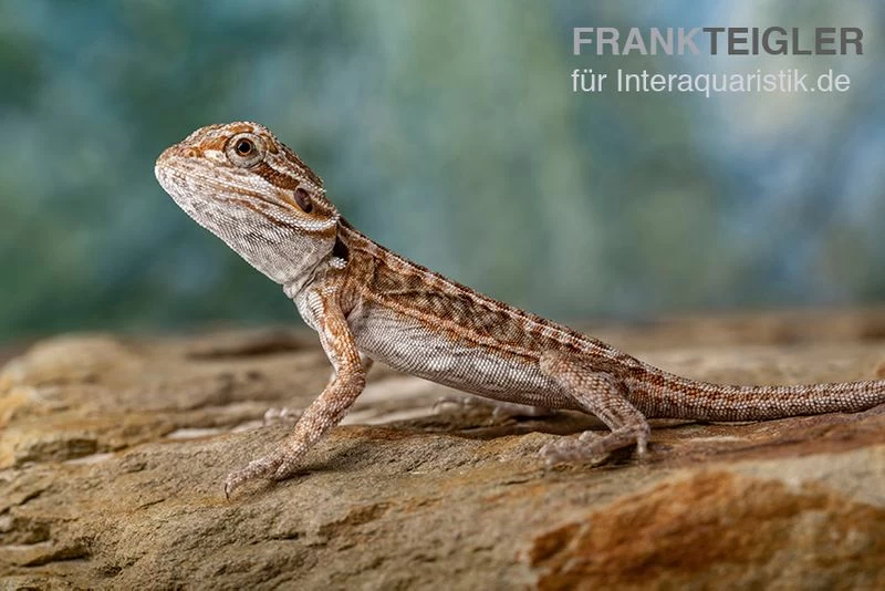 Bartagame, Pogona Vitticeps, Farbmix 1 Bartagame, Pogona Vitticeps, Farbmix
