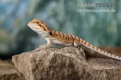 Bartagame, Pogona Vitticeps, Farbmix 11 Bartagame, Pogona Vitticeps, Farbmix -Fischtankshop Bartagame Pogona vitticeps Red Bearded Dragon 11