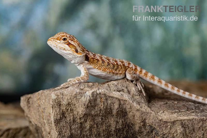 Bartagame, Pogona Vitticeps, Farbmix 6 Bartagame, Pogona Vitticeps, Farbmix – Bild 6