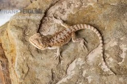 Bartagame, Pogona Vitticeps, Farbmix 10 Bartagame, Pogona Vitticeps, Farbmix -Fischtankshop Bartagame Pogona vitticeps Red Bearded Dragon 3