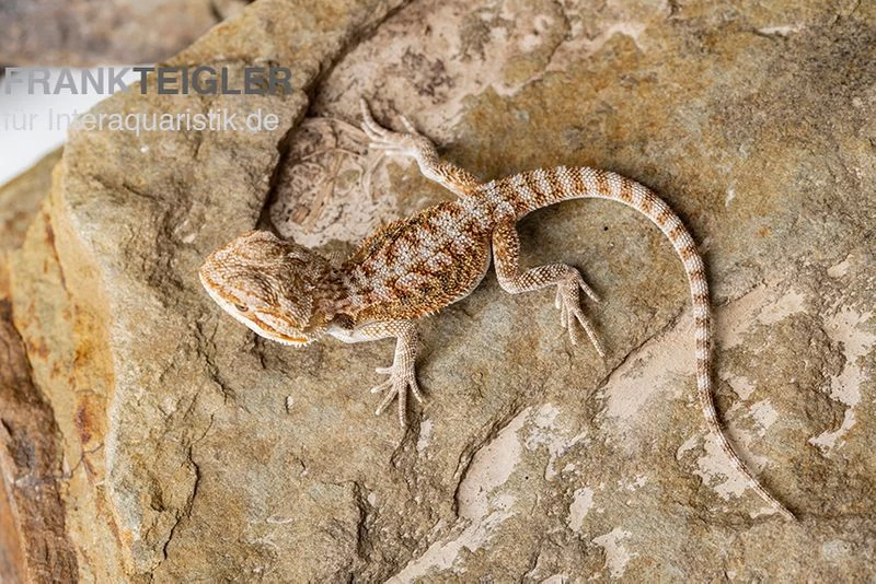 Bartagame, Pogona Vitticeps, Farbmix 5 Bartagame, Pogona Vitticeps, Farbmix – Bild 5