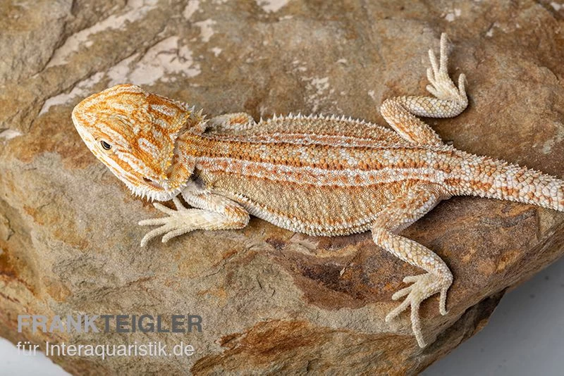 Bartagame, Pogona Vitticeps, Farbmix 2 Bartagame, Pogona Vitticeps, Farbmix – Bild 2