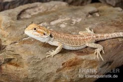 Bartagame, Pogona Vitticeps, Farbmix 8 Bartagame, Pogona Vitticeps, Farbmix -Fischtankshop Bartagame Pogona vitticeps Red Hypo Striped 8