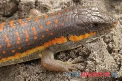 Berberskink, Eumeces Schneiderii -Fischtankshop Berberskink Eumeces schneiderii neu 3