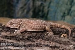 Bibrons Dickfingergecko, Chondrodactylus Bibronii
