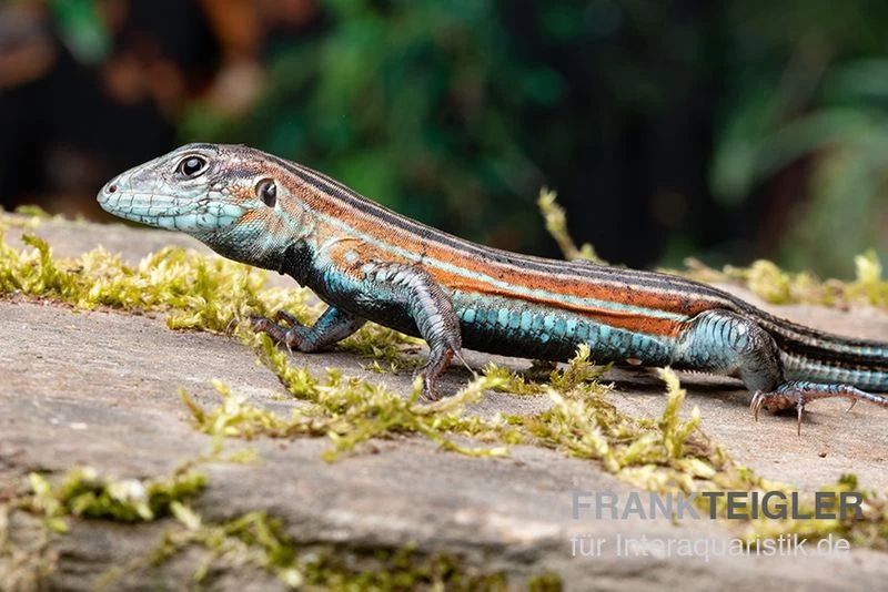 Blackbelly Racerunner, Aspidoscelis Deppii 2 Blackbelly Racerunner, Aspidoscelis Deppii – Bild 2