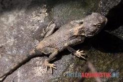 Blasse Wüstenagame, Trapelus Pallidus -Fischtankshop Blasse Wuestenagame Trapelus pallidus 3