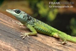 Blaugrüner Barbadosanolis, Anolis Extremus