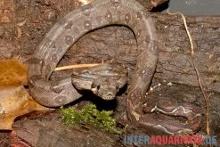 Boa Constrictor Imperator DNZ