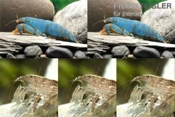 Bundle: Fächergarnelen-Set "Radarstation", 2 X Monsterfächergarnele M + 3 X Molukkenfächergarnelen