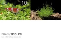 Bundle Scaper Truppe: 10 X Crystal Red Garnele + Mangrovenwurzel Mit Moos