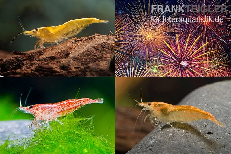 Bundle: Zwerggarnelen-Set "Feuerwerk", 5 X Yellow Fire + 5 X Red Fire + 5 X Orange Fire Garnelen 1 Bundle: Zwerggarnelen-Set "Feuerwerk", 5 X Yellow Fire + 5 X Red Fire + 5 X Orange Fire Garnelen