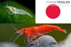 Bundle: Zwerggarnelen-Set "Japan", 10 X Sakura Red + 10 X White Pearl Garnelen