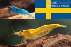 Bundle: Zwerggarnelen-Set "Schweden", 10 X Blue Dream + 10 X Yellow Fire Garnelen