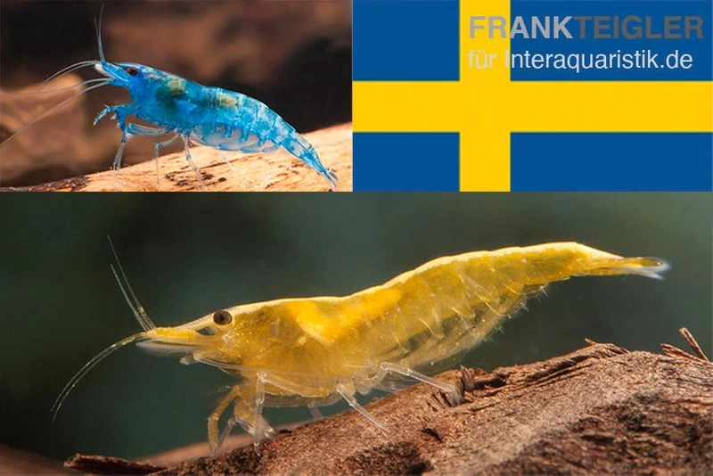 Bundle: Zwerggarnelen-Set "Schweden", 10 X Blue Dream + 10 X Yellow Fire Garnelen 1 Bundle: Zwerggarnelen-Set "Schweden", 10 X Blue Dream + 10 X Yellow Fire Garnelen