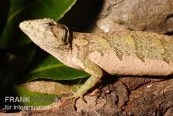 Buntleguan, Polychrus Marmoratus -Fischtankshop Buntleguan Polychrus marmoratus 3