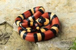Campbell Dreiecksnatter "Apricot", Lampropeltis Tringulum Campbelli