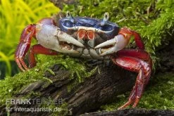 Harlekinkrabbe, Cardisoma Armatum 5 Harlekinkrabbe, Cardisoma Armatum -Fischtankshop Cardisoma armatum 4