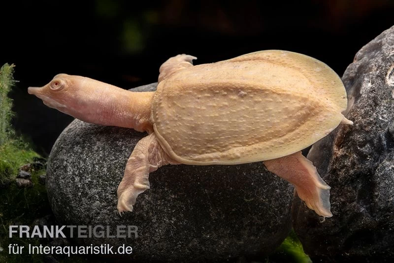 Chinesische Weichschildkröte Albino, Pelodiscus Sinensis 1 Chinesische Weichschildkröte Albino, Pelodiscus Sinensis