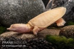 Chinesische Weichschildkröte Albino, Pelodiscus Sinensis 4 Chinesische Weichschildkröte Albino, Pelodiscus Sinensis -Fischtankshop Chinesische Weichschildkroete albino Pelodiscus sinensis 2 jpg