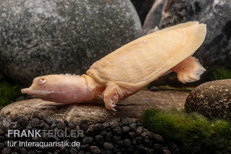 Chinesische Weichschildkröte Albino, Pelodiscus Sinensis 2 Chinesische Weichschildkröte Albino, Pelodiscus Sinensis – Bild 2