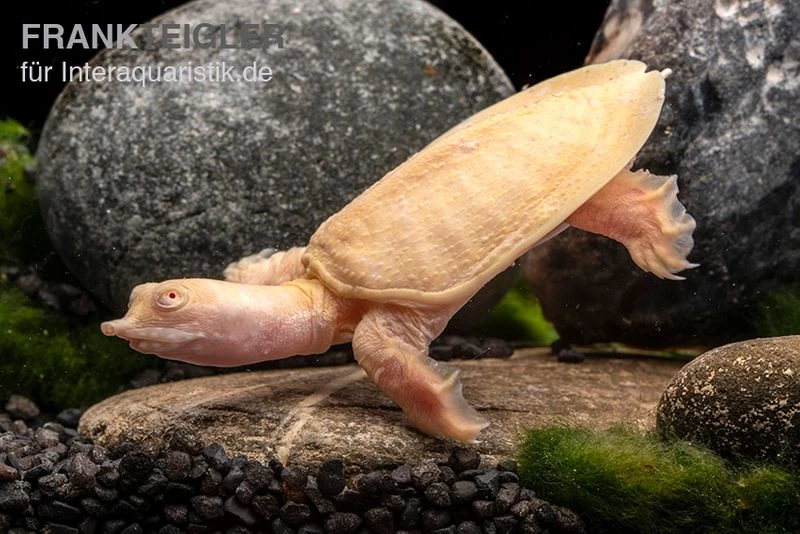 Chinesische Weichschildkröte Albino, Pelodiscus Sinensis 3 Chinesische Weichschildkröte Albino, Pelodiscus Sinensis – Bild 3
