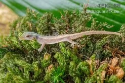Conrau`s Zwerggecko, Lygodactylus Conraui -Fischtankshop Conraus Zwerggecko Lygodactylus conraui 3