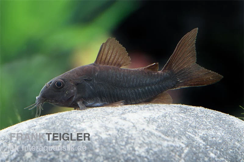 Schwarzer Metallpanzerwels, Corydoras Aeneus BLACK VENEZUELA, DNZ! 2 Schwarzer Metallpanzerwels, Corydoras Aeneus BLACK VENEZUELA, DNZ! – Bild 2