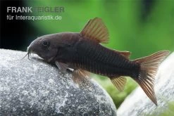 Schwarzer Metallpanzerwels, Corydoras Aeneus BLACK VENEZUELA, DNZ! 5 Schwarzer Metallpanzerwels, Corydoras Aeneus BLACK VENEZUELA, DNZ! -Fischtankshop Corydoras aeneus BLACK VENEZUELA 6