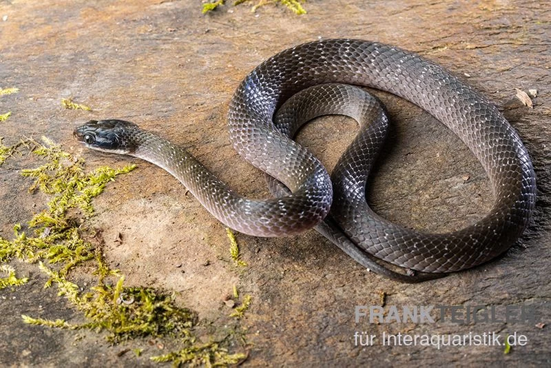 Herald-Schlange, Crotaphopeltis Hotamboeia 1 Herald-Schlange, Crotaphopeltis Hotamboeia