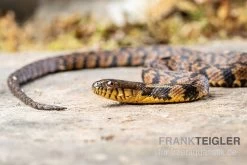 Diamant-Schwimmnatter, Nerodia Rhombifer -Fischtankshop Diamant Schwimmnatter Nerodia rhombifer 3