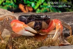 Waldkrabbe, Discoplax Magna (Tuerkayana Magnum)