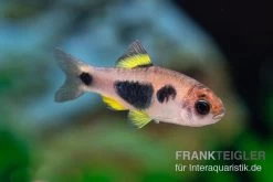 Schmetterlingsbarbe, Barbus Hulstaerti (Minifisch), 5 Stück 6 Schmetterlingsbarbe, Barbus Hulstaerti (Minifisch), 5 Stück -Fischtankshop Enteromius hulstaerti 14