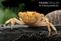 Fire-Crab, Holthuisana Cf. Lipkei
