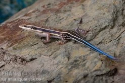 Fünfstreifenskink, Trachylepis Quinquetaeniata